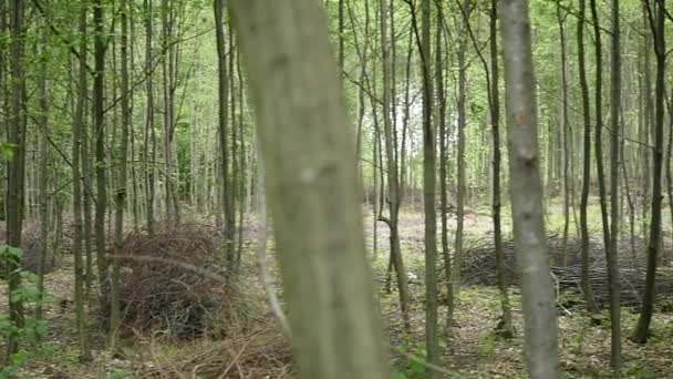 forêt de bois. arbres fond. paysage naturel vert. nature sauvage 