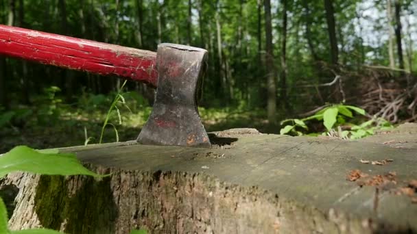 An ax in a stump on the background in the forest — Stock Video