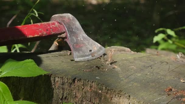 Eine Axt in einem Baumstumpf im Hintergrund im Wald — Stockvideo