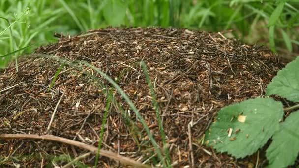 Nid de fourmis. Fourmis de feu rampant sur la colline des fourmis dans les bois — Video