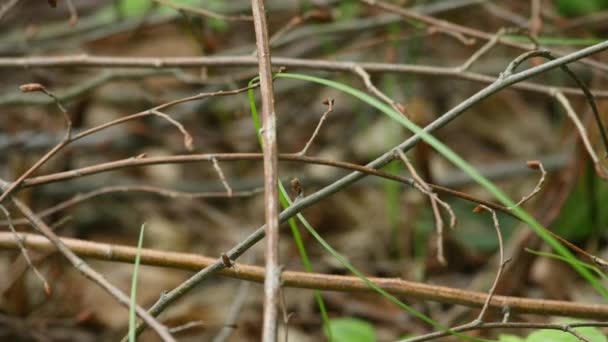 Pile de la composition des branches d'arbre comme texture de fond — Video