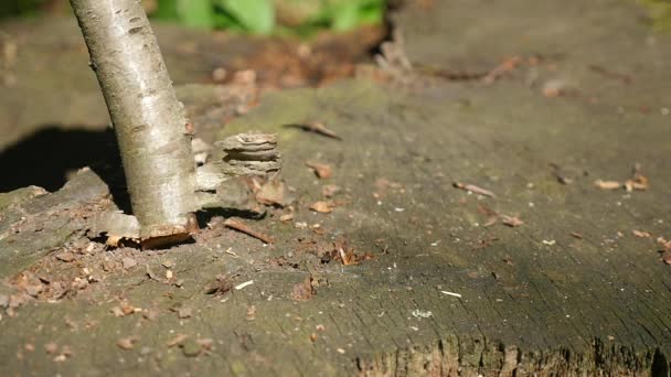 Mann schneidet Ast im Wald ab — Stockvideo