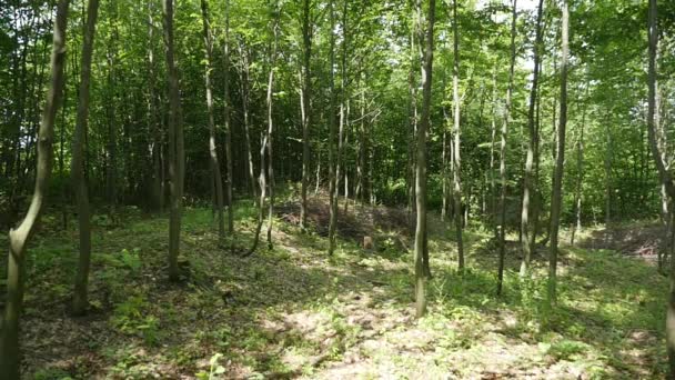 Moscas hacha en el bosque — Vídeos de Stock