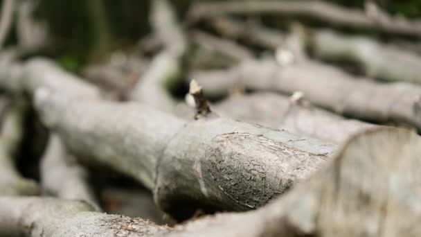 Stack of logs chopped trees. close up — Stock Video