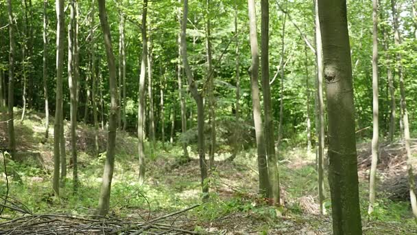 El hacha vuela en el árbol — Vídeos de Stock