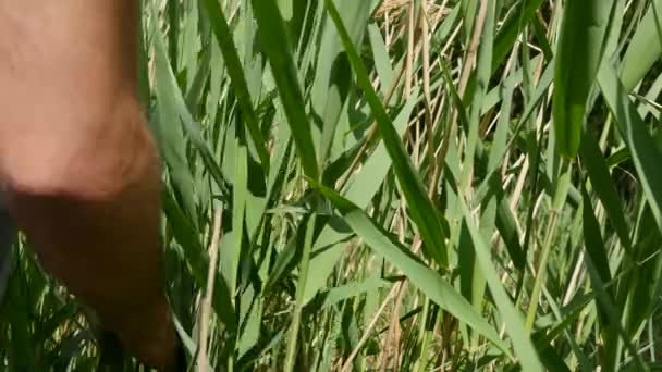 Toucher le champ d'herbe à l'extérieur. agriculteur main arrière-plan — Video