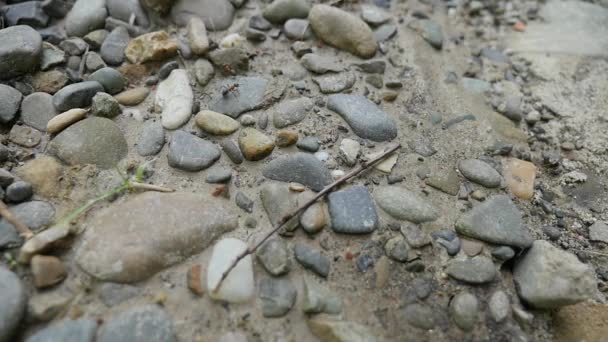 Close-up van een mierenhoop op zanderige grond — Stockvideo