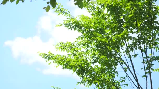 Nuvens no céu com uma árvore — Vídeo de Stock