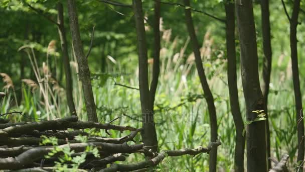 Pile of tree branch, wood stick — Stock Video