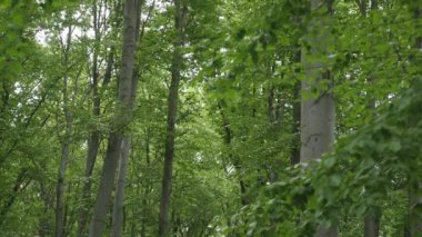 Orman ağaçları. doğa yeşil ahşap güneş ışığı arka planı