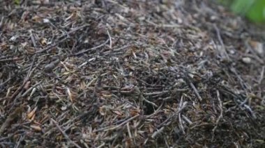 Karınca yuvası. Ateş karıncası ant Hill ormanda sürünüyor