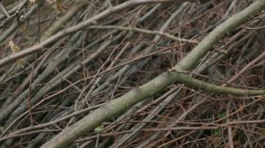 Günlükleri yığını ağaçlar doğranmış. yakın çekim