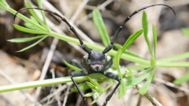 Siyah böcek dışardayken kapanıyor. Makro