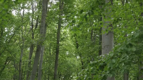 Waldbäume. Natur grün Holz Sonnenlicht Hintergründe — Stockvideo