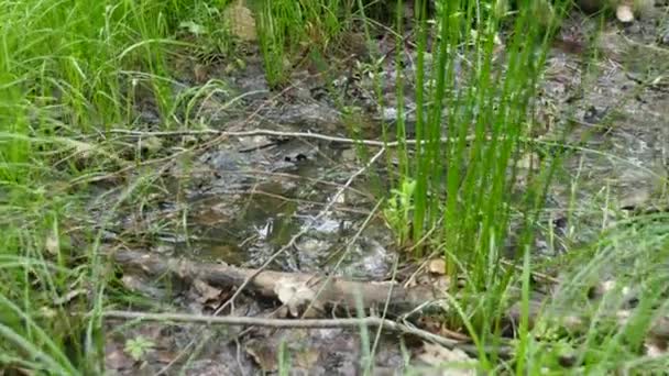scène de marais dans la forêt 