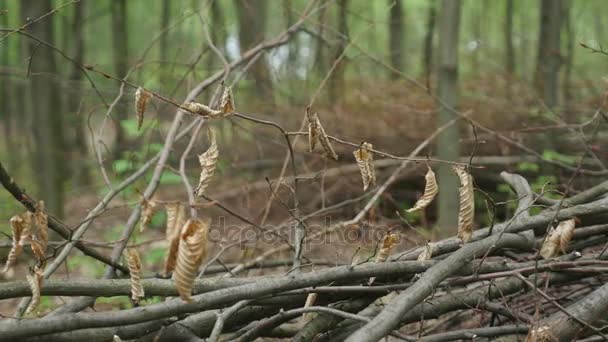 Une pile de bûches a coupé des arbres. gros plan 