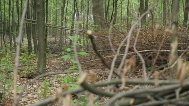 Une pile de bûches a coupé des arbres. gros plan 