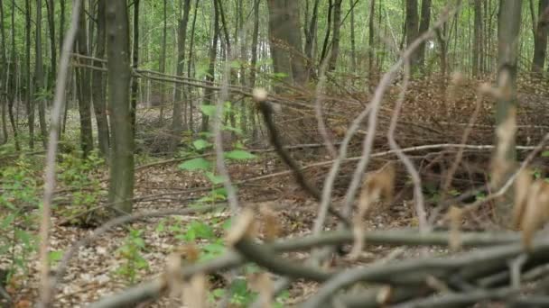 Стек колод подрібнених дерев. крупним планом — стокове відео