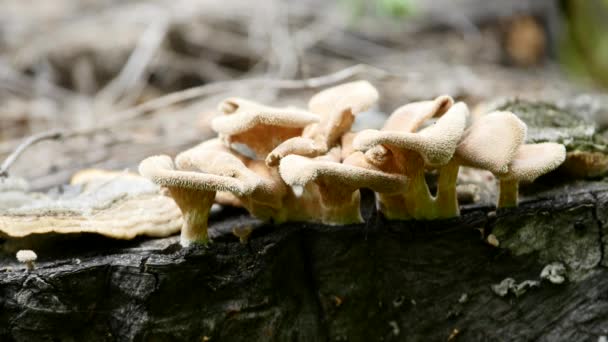 Champignons poussent sur un moignon dans la forêt européenne — Video