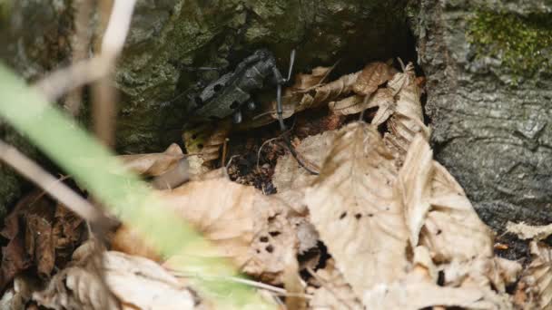 Beetle skäggtöm på träd, stammen av en tall — Stockvideo