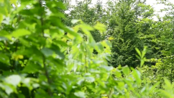 Leśne drzewa. natura zielone drewno sunlight tła — Wideo stockowe