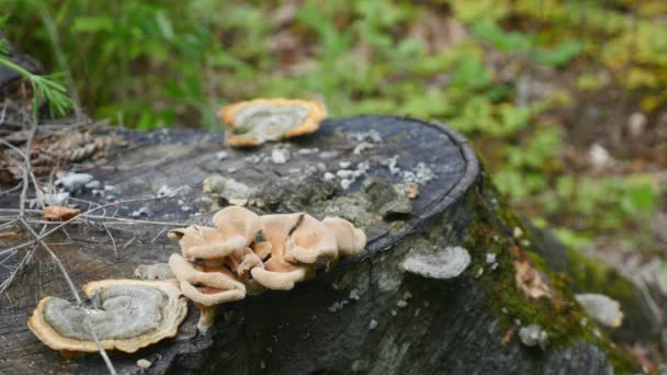 Pilze wachsen auf einem Baumstumpf im europäischen Wald — Stockvideo