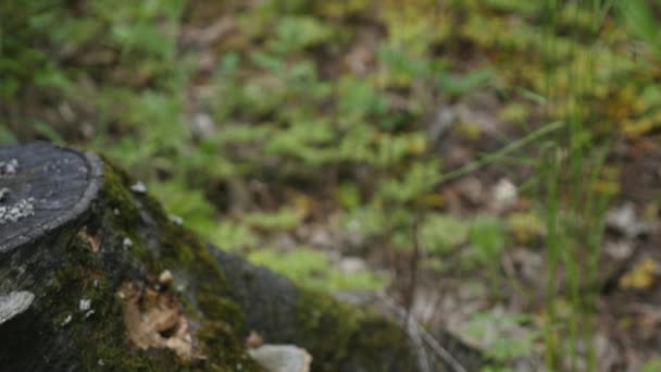 Mushrooms are growing on a stump in the european forest — Stock Video