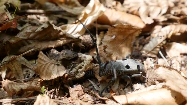 Escarabajo negro barbel al aire libre de cerca. Macro — Vídeo de stock