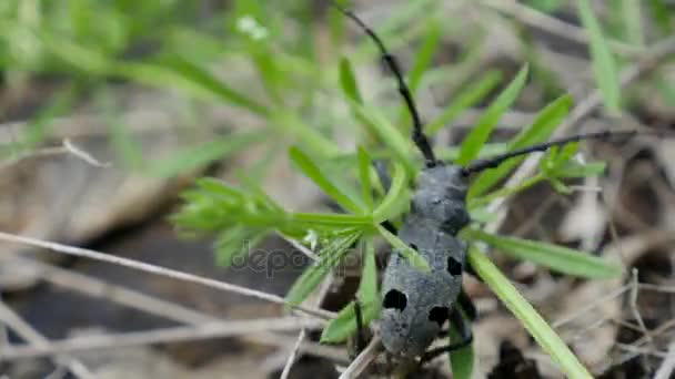 Escarabajo negro barbel al aire libre de cerca. Macro — Vídeo de stock