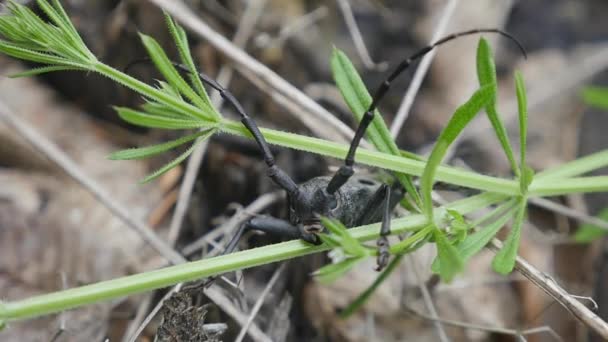 Scarabeo nero barbo all'aperto vicino. Macro — Video Stock