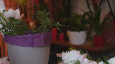 Profesyonel çiçekçi Başlat yapma buket pembe Peonies. yakın çekim