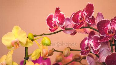 Çiçekçide güzel renkli çiçekler