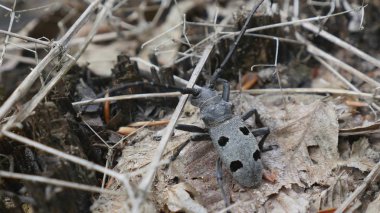 Siyah böcek dışardayken kapanıyor. Makro