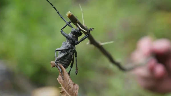 Ο κάνθαρος μπαρμπούνι. Ένα bug με μακριές κεραίες σε ένα ξηρό κλαδί. Μακροεντολή — Φωτογραφία Αρχείου
