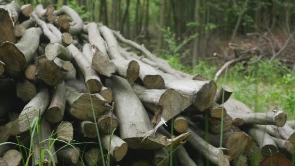 Stapel von Baumstämmen gehäckselt Bäume. Nahaufnahme — Stockvideo