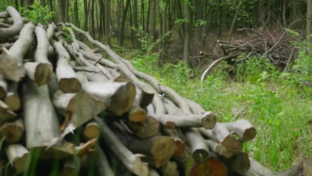 Stack of logs chopped trees. close up — Stock Video