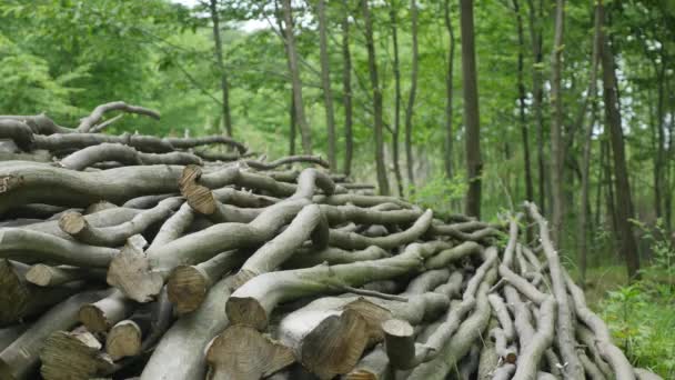 Um monte de troncos de árvores cortadas. de perto — Vídeo de Stock