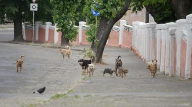 Sokakta başıboş köpekler sürüsü