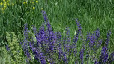 Kır çiçekleri tepelerde yakın çekim