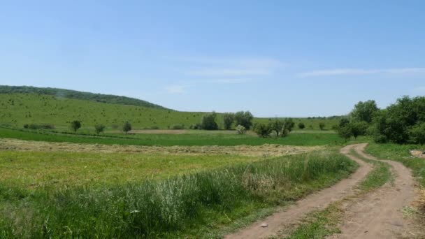 Paysage estival avec herbe verte, route et arbres verts — Video