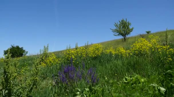 Çiçekler ve ağaçlar ile Hill — Stok video