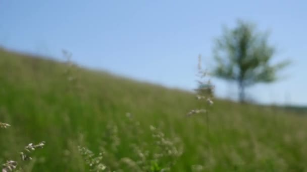 Hierba verde de un prado con árbol, De cerca — Vídeo de stock