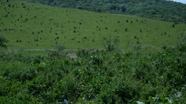 Мусор на зеленых холмах — стоковое видео