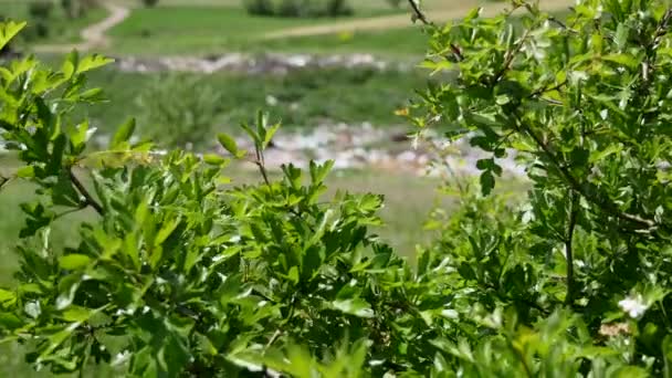 View of garbage through a tree branch — Stock Video