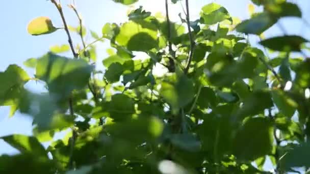 Bladeren van de boom tegen de zon — Stockvideo