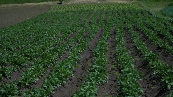 Groene landschap gewas scène van plantaardige boerderij tuin in de buurt van natuurlijke heuvels — Stockvideo