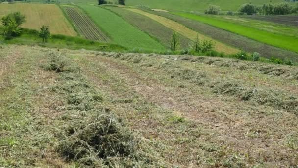 Покошенная трава возле холма — стоковое видео
