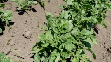 Patates bush bahçede