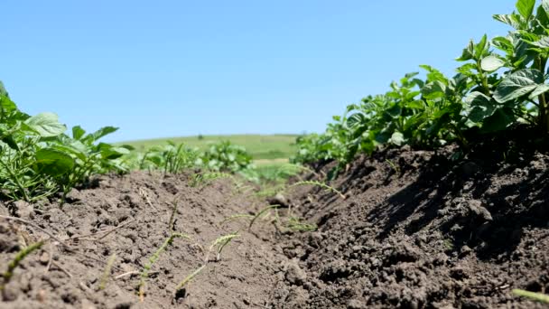 Section verte d'une herbe avec le sol et les racines sous le ciel bleu — Video