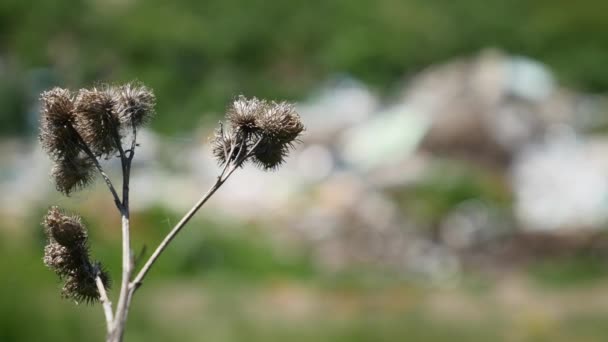 Vue des ordures dans l'herbe à travers le rappee — Video